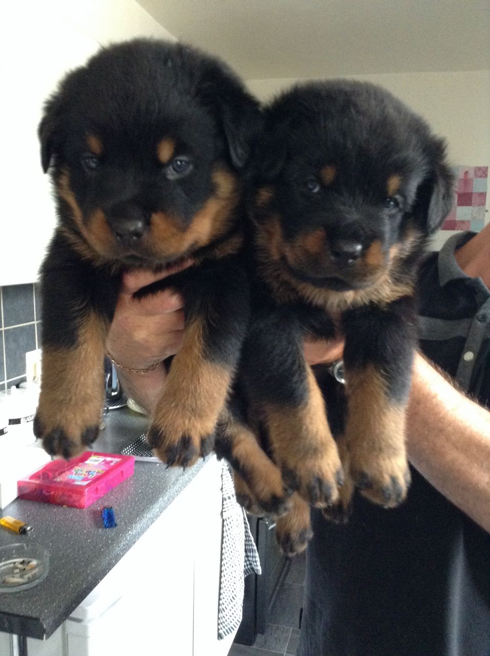 10 Beautiful Rottweiler Puppies For Sale