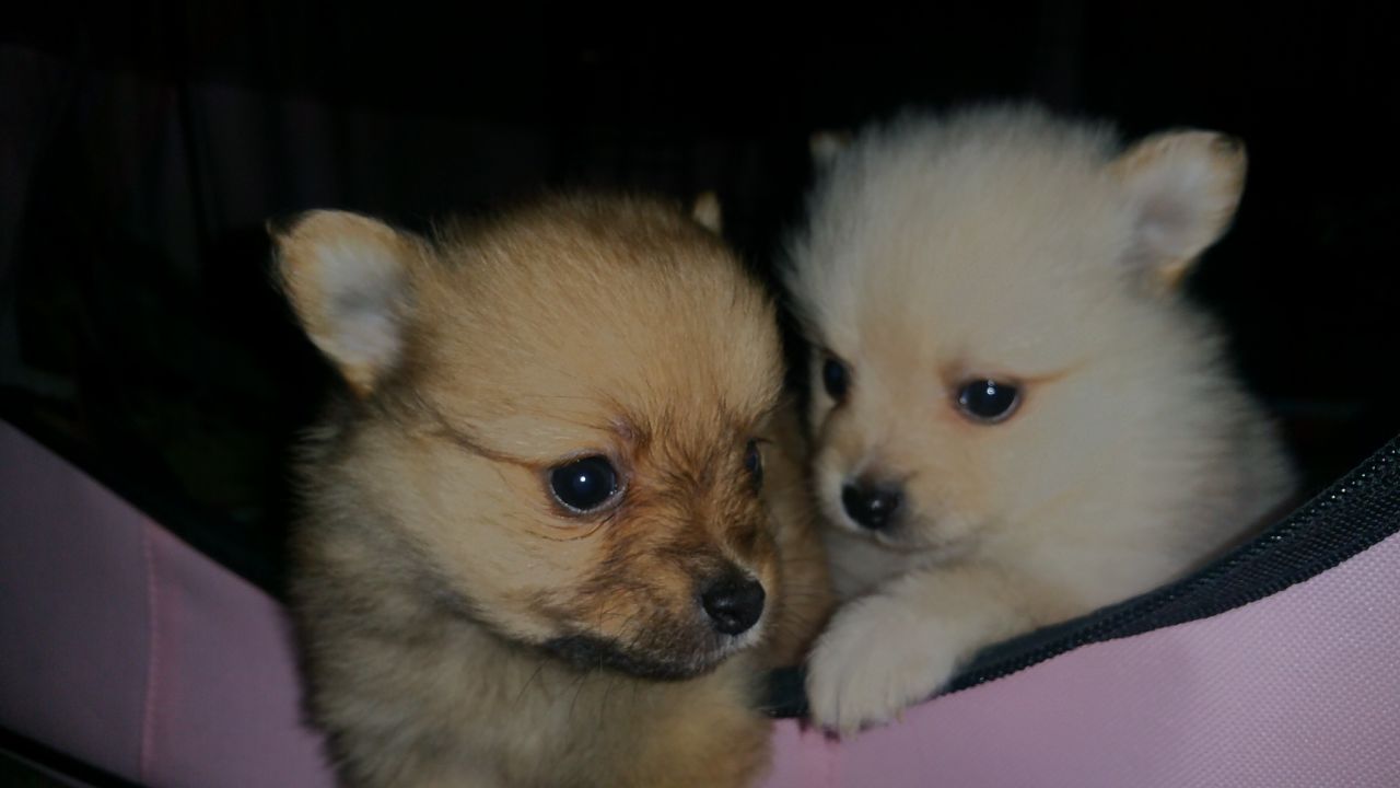 Beautiful Pomeranian Puppies 