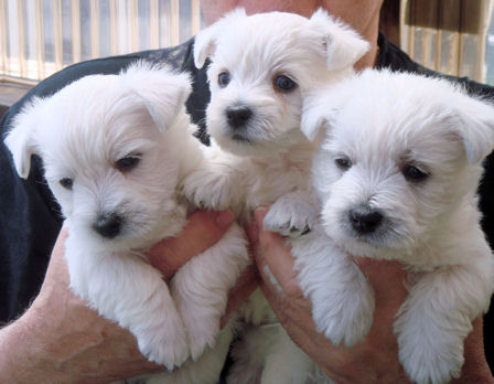 Darling registered Westie pups