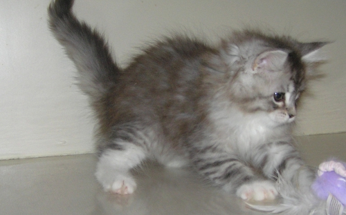  Available Maine Coon Kittens
