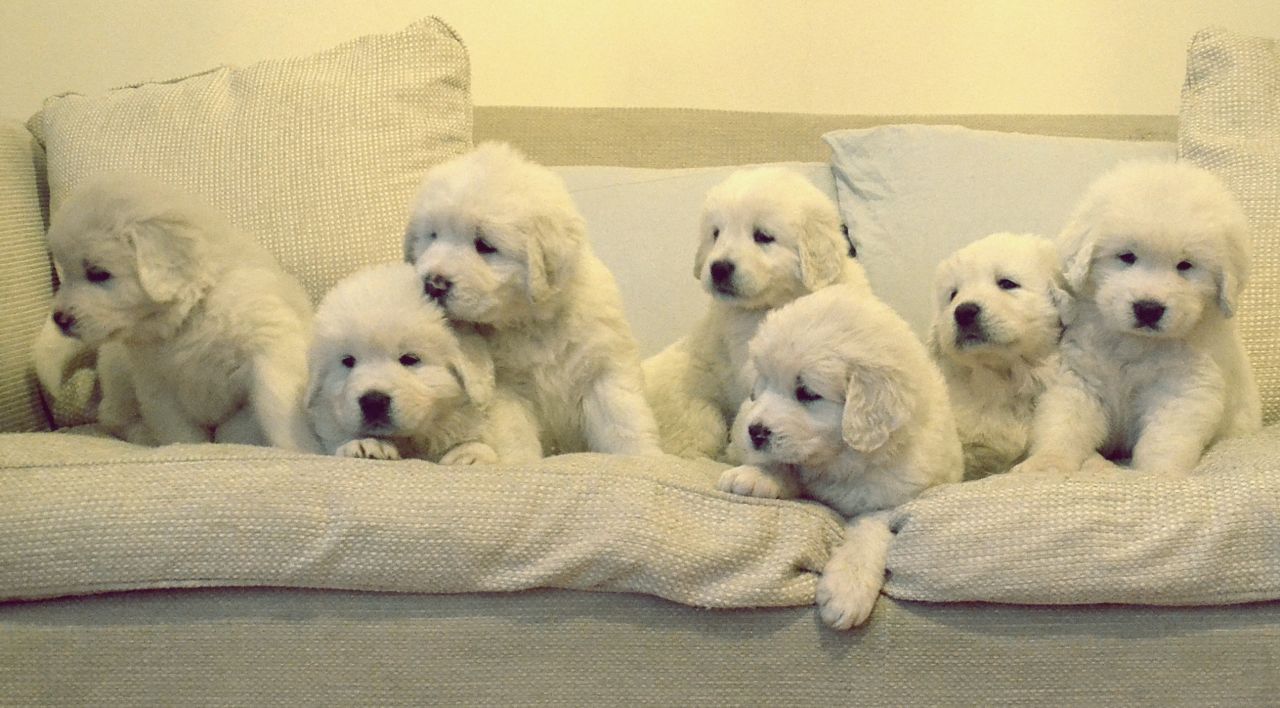 Golden Retriever pups for sale. 