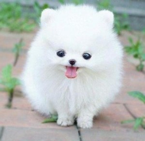 Pomeranian Puppy for sale 