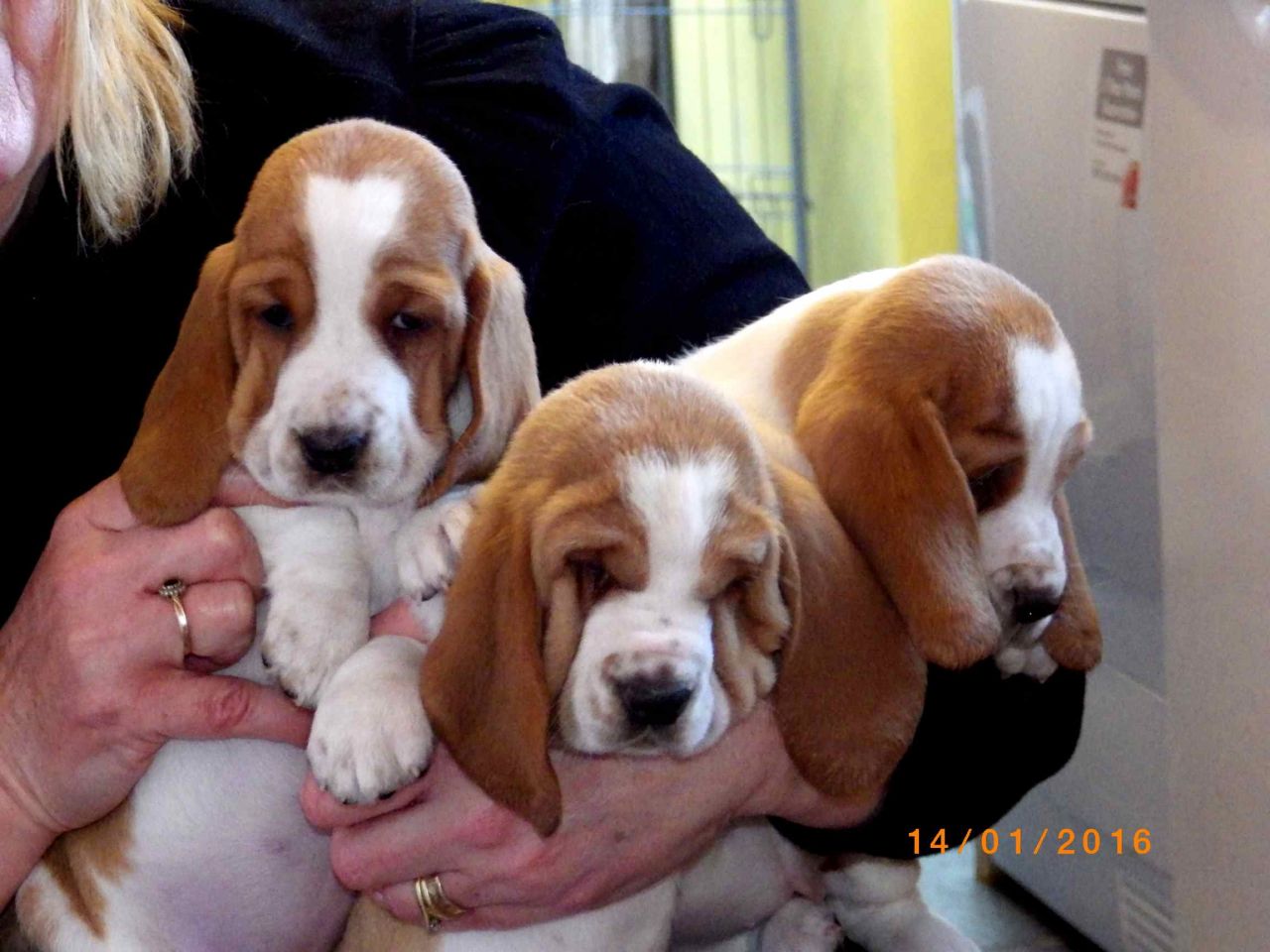 Beautiful Top Quality Basset Hound Puppies