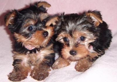 ``~Cute Yorkie Puppy For Adoption