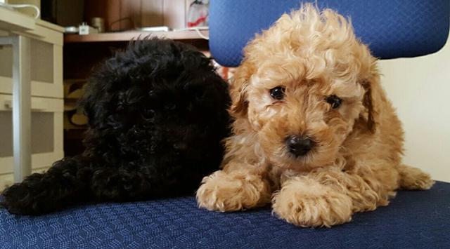 adorable toy poodle puppies