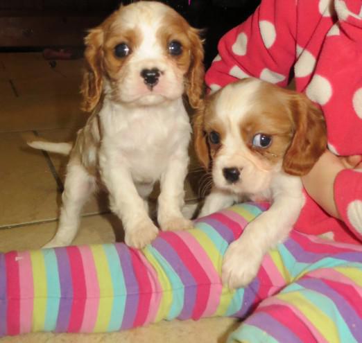 TRI color Cavalier King Charless Spaniel Puppies