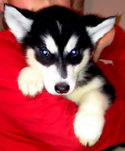 Fully vaccinated Blue Eyes Siberian Husky Puppies