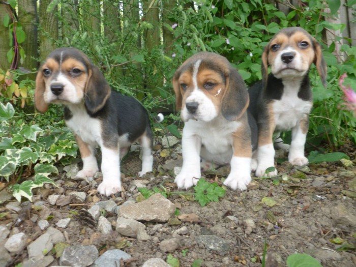 Tri Coloured Beagles Puppies Ready Now