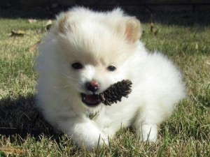 Home raised Tea Cup pomeranian puppy For free adoption