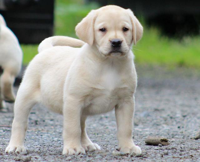 Charming Labrador Retriever Puppies for rehome female and male available