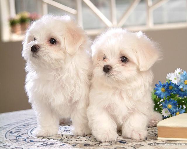 Exceptional AKC Maltese Puppies We have 2 exceptional AKC Maltese puppies available. 