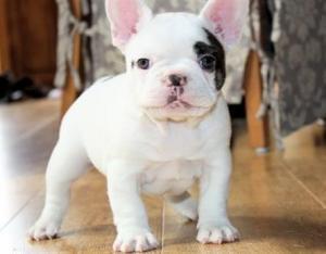 French Bulldog puppies that i want to give out to a new home 
