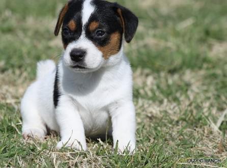 Jack Russell puppies available for free adoption...............