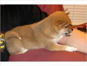 AKC registered Shiba Inu Pups ready for adoption