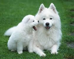 Registered male and female Samoyed puppies for rehoming , they are microchipped, vaccinated with first lot of inje