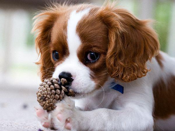 cute and adorable cavalier,king Charles puppies for sale