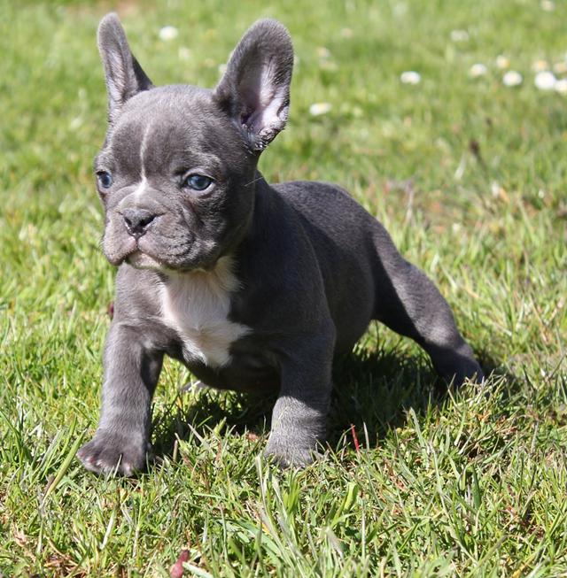       Lovely French Bulldog Puppies