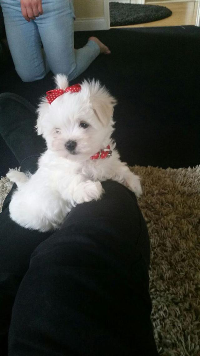     Adorable Kc Registered Maltese Puppies