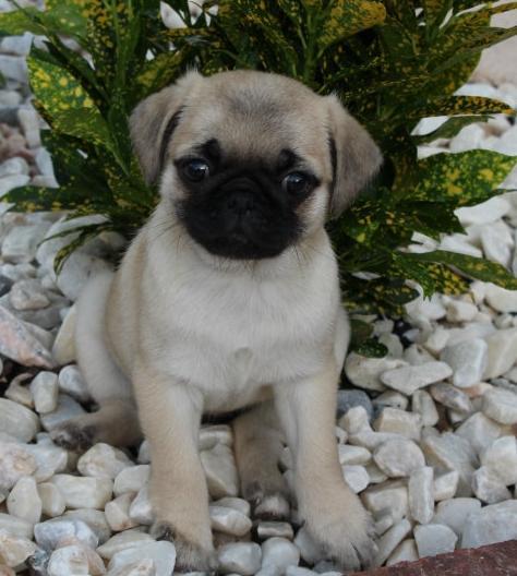      Pug puppy available