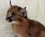 Caracal Kittens for Sale