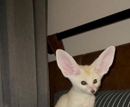 Registered Fennec Foxes for