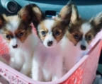 Papillon Puppies for caring home only