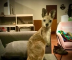 Mountain Kangaroo babies ( joeys ) for sale