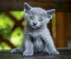 Russian Blue