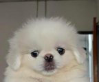 Adorable purebred Pekingese Puppies Available