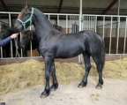 lloydjey@gmail.com 
<br>
<br>and measures just under 17 hands. she is trained to drive and is 
<br>competing successfully in Training Level dressage. 
<br>she canter departs and transitions are flowing and 
<br>the trot is exceptional