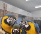 I have a pair of Macaw parrots ready for a new home. 
<br>They are tamed, friendly, hand-fed and vaccinated. 
<br>These parrots are home raised.
<br>lloydjey@gmail.com