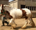 lloydjey@gmail.com 
<br>
<br>Gypsy Vanner Horse are 3 year old Dappled TB Mare .Nice clean, tight legs, 
<br>sound as can be. Gorgeous movement. 60 days professional training.
<br>Great Start! W/T/C and started Jumping. Wonderful and smart . 
<br>Will be a winner in the hunter hack for sure! Trot to die for! 
<br>they are very willing to please. Clips, Bathes, good for farrier, trailers, 
<br>respects fence, loves people! Eye catching color and personality
<br>
<br>lloydjey@gmail.com