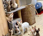 READY TO GO HOME TODAY! Kittens are 2 months old, 
<br>up to date on all vaccines, come with a state health certificate and 
<br>are potty trained. We have been breeding for 10 years and 
<br>are one of the most reputable breeders you can purchase your 
<br>Devon Rex from
<br>
<br>lloydjey@gmail.com