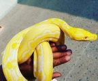 lloydjey@gmail.com 
<br>We sell the following phyton snakes. Below is our list of snakes we have in stock now.
<br>Albino Python
<br>Pantsuit python