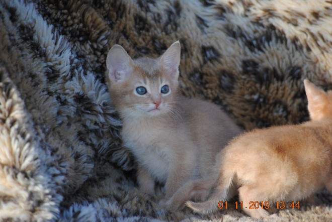 Home raised Abyssinian kittens
