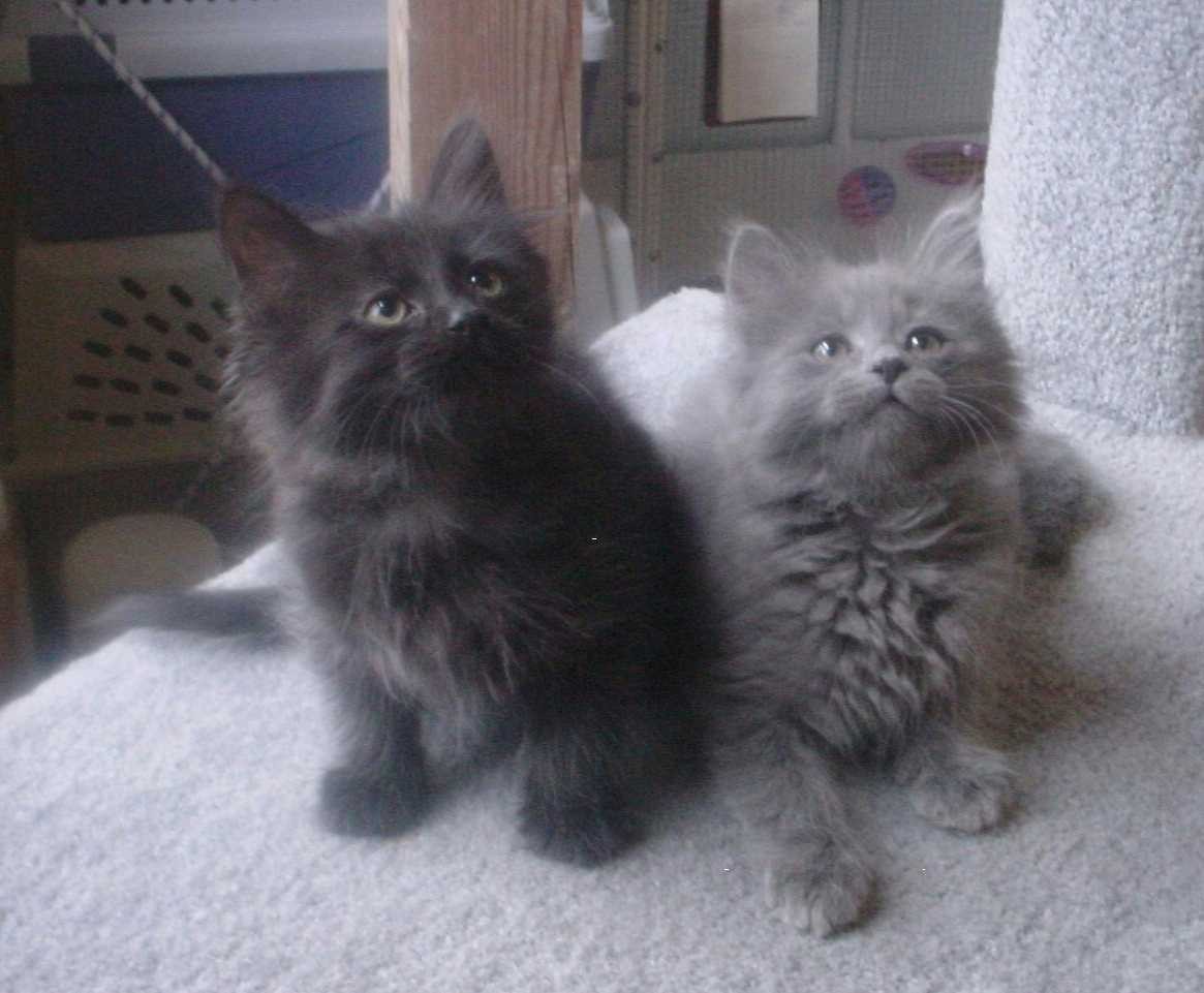 chantilly tiffany kittens