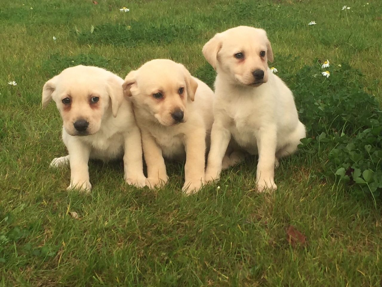 Beautifull  Labrador Puppies for sale