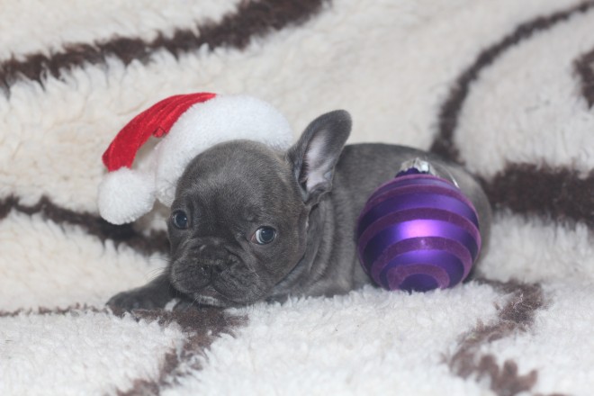 male and female french bull dog for xmas 