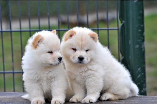Lovely Chow chow puppies for adoption to any lovely Home avialable.