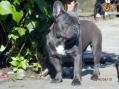 Cachorro KC Reg Bulldog francés, masculinos y femeninos, 1-3 meses