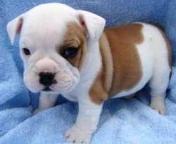 Cute and Adorable English Bulldog Puppies For Adoption