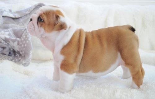 Stunning Litter Of English Bulldog ready to leave for a New home