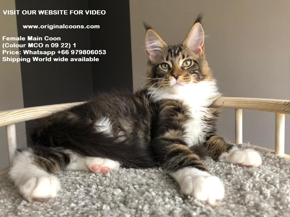 Large Maine Coon Kittens for adoption