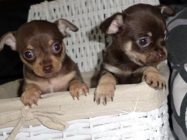 Beautiful Pedigree Chihuahuas