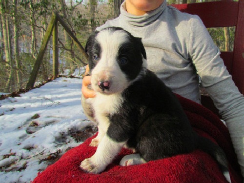 Beautiful Collie Pups For Sale - Ready Now