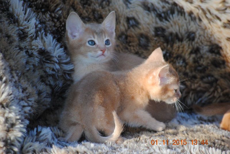 Lilac-fawn Abyssinian Babies