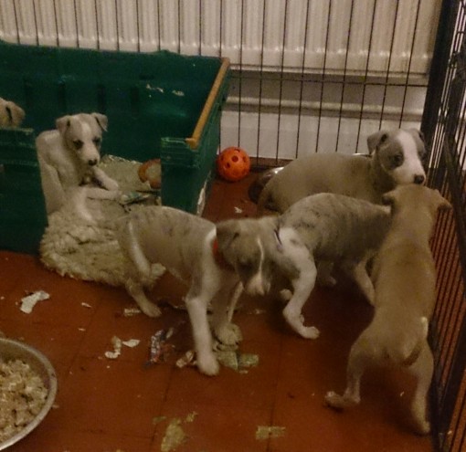 Kc Registered Whippet Puppies