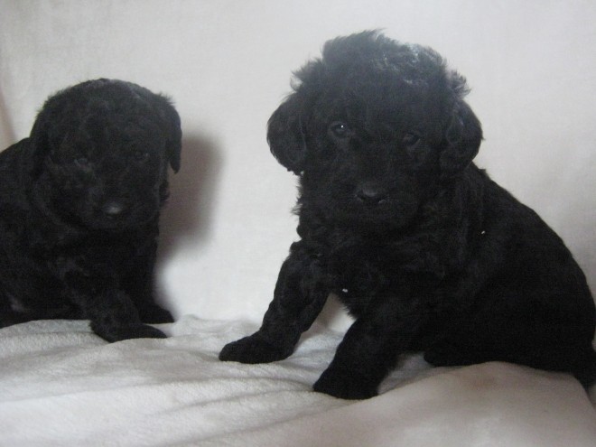 Miniature Labradoodle Puppies