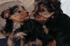 Well Trained Teacup Yorkshire Terrier Puppies