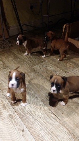 Kc Reg Boxer Puppies Bobtails